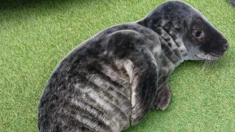 Small, grey seal pup lying on its side on green artificial grass.  It is fluffy and has its flippers tucked in to its body.