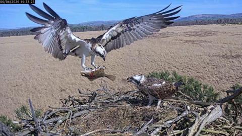 An osprey delivers a fish it is carrying in its claws to another osprey at their nest. Fields and hills can be seen in the background.
