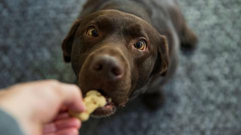 A brown dog looking up at the camera while being fed a bone-shaped biscuit. 