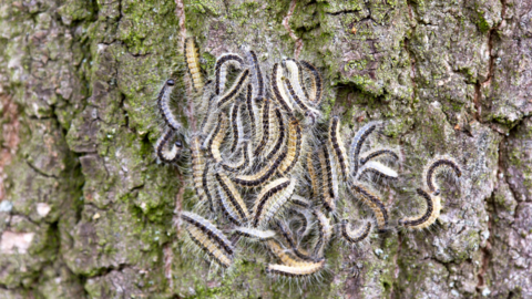 Roughly two dozen yellow caterpillars with a dark brown stripe down each of their backs on the bark of a tree