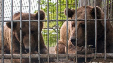 Benji and Balu the bears in a concrete cage in Azerbaijan. They have brown fur.