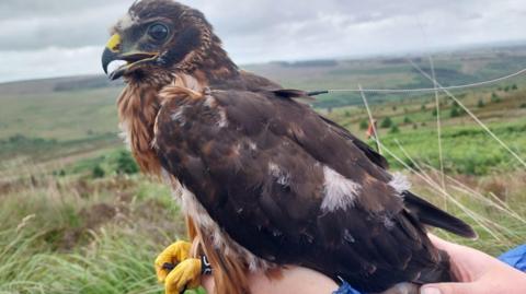 Close up of the side view of a hen harrier. The bird's back and wing feathers are brown, with some touches of white, and it has a tawny-coloured crest below its beak. The claws, which are being held in someone's hands, of which only the top part can be seen, are yellow. The background is a view of rough grass, receding into a misty horizon.