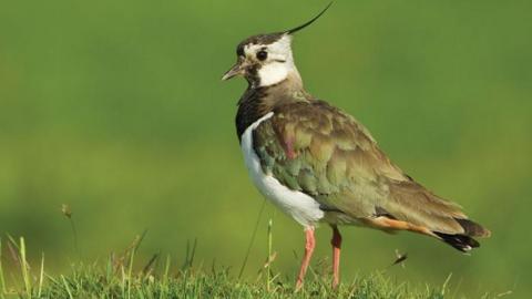 A lapwing standing on a mound of grass. The bird has iridescent green-brown feathers, orange legs, a white chest and head and a long thin black crest on its head.