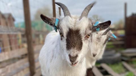 A white and grey pygmy goat