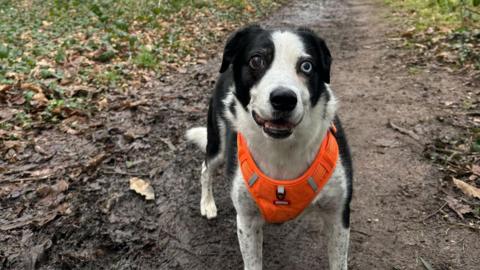 A very good boy (black and white dog) staring up at the camera wearing an orange harness. He is standing on a muddy path.