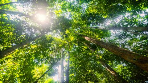 Images of trees in a rainforest, looking up at the trees from below with the sun shining through.