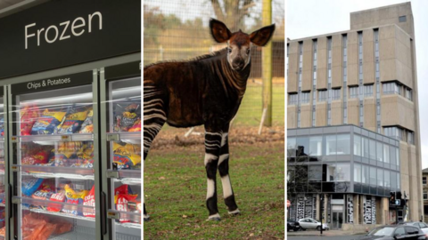 A three-picture composite of some fridges in a supermarket, a baby okapi, and a tall concrete building
