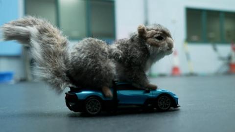 a fluffy toy squirrel on a remote controlled car.