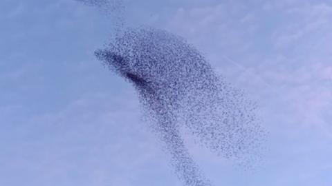 A murmuration of starlings against a blue sunset sky