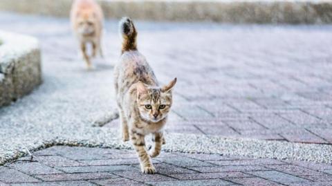 Two cats running down a paved area. One is near the camera and in focus, the other is further away.