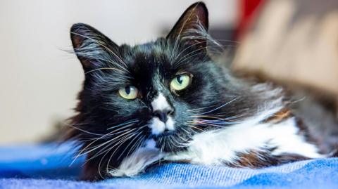 Marley, a black and white fluffy cat lays on a blue rug and looks at the camera. He has very long whiskers and green eyes.
