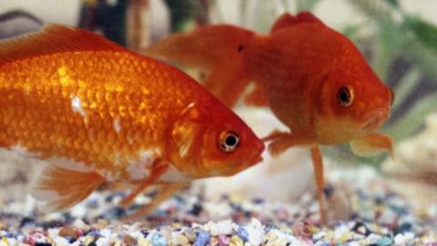 Two goldfish swimming in a tank, just above multi-coloured gravel at the bottom