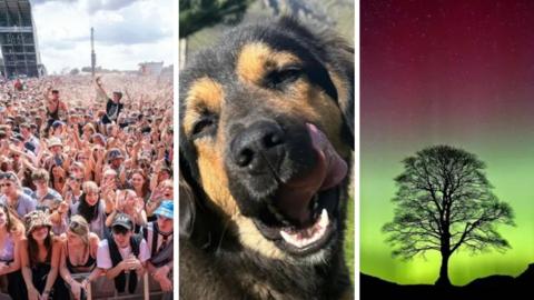 Three images: a crowd at Leeds Festival, a smiling dog, and Sycamore Gap tree against a backdrop of the Northern Lights