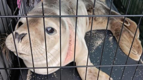 A seal in a cage looks up to the side, on its neck can be seen a large area of inflammation where a fishing net has cut into his skin