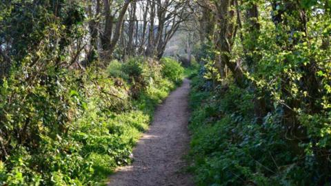 A trail route with vegetation and trees either side of it. The day appears to be largely sunny with sunlight coming through the gaps in the trees.