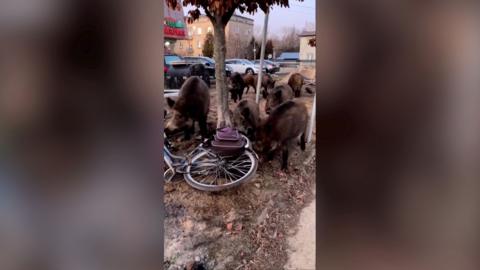A vertical image of a group of boars around a bicycle
