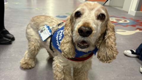 A white cocker spaniel in a blue bandana which says 'pets as therapy', also wearing a lanyard with her photo on it.