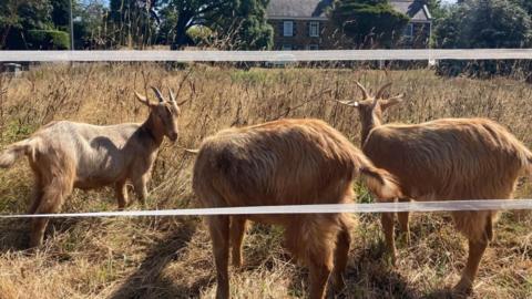 Three golden coloured goats, with horns, graze in a field of tall yellow grass. In front of them is two white strips of electric fence.