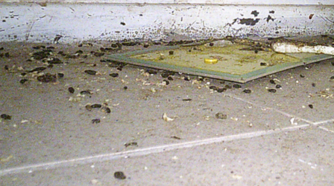 A floor is in the bottom half of the image and a white wall is in the background in the top part of the photo.