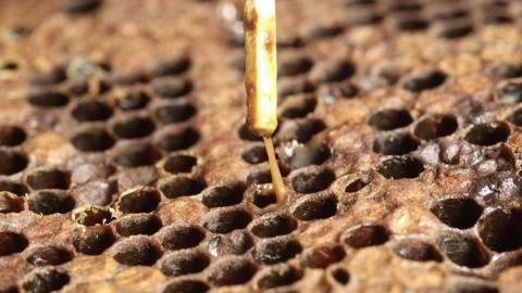 American foulbrood infected larvae forming a drawn out, viscous string during a rope test