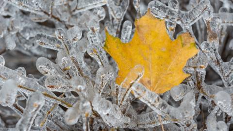 Freezing rain icicles covering twigs with a yellow leaf in the middle