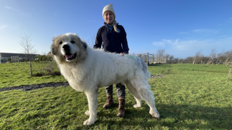 Bordy, a large, white Pyrenean mountain dog stands on grass in front of Lauren Pickthall, who is dressed in black.