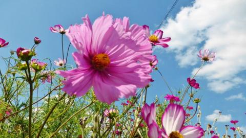  Close up of pink flowers against a blue sky with a white cloud to the right