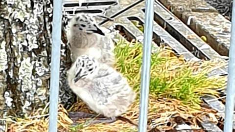 Two chicks at Morrisons in Liskard