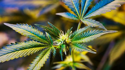 A cannabis plant in close up with the light reflecting off its leaves