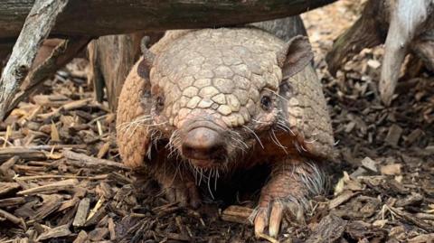 An armadillo faces the camera head-on under a branch, on a floor of wood chips. She has uneven-shaped scales, a whiskery face and long claws. 