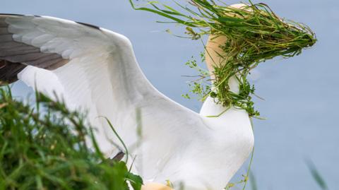A gannet with face completely covered by grass which has blown into it