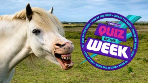 A horse smiling with quiz of the week logo