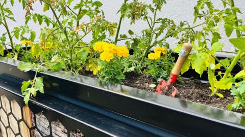 A planter filled with marigolds and green tomato plants, with a red  trowel placed in the soil.