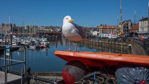 A seagull sits on a skip lid in Scarborough.

Behind the gull are harbouring boats.