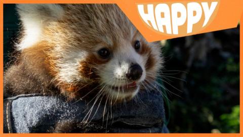 A red panda and the Happy News logo