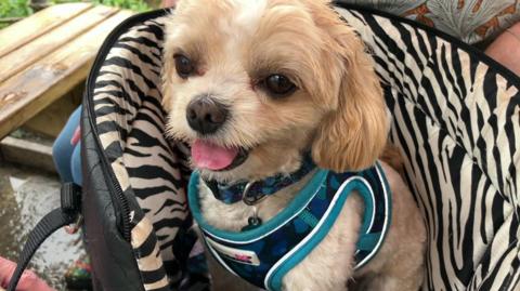 A close-up image of a very small beige and white-coloured Maltipoo dog, sitting in its black and white-striped carrier, with dark brown eyes, a pink tongue and wearing a blue harness.
