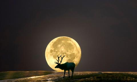 a stag in front of the moon