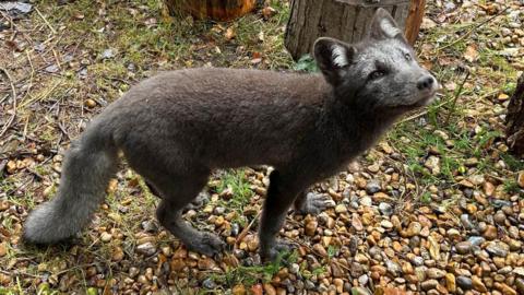 Arctic fox cub stands in enclosure at Wildwood animal park near Herne