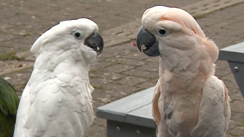 Two parrots looking at eachother