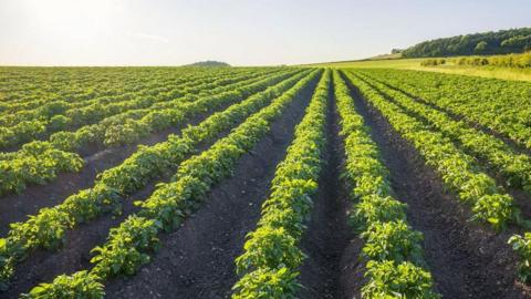 Field of potatoes