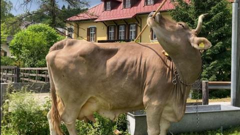 A pale brown cow holds a wooden broom in her mouth, which she is using to scratch her flank. She stands in a field outside an Austrian farmhouse painted yellow with a red tiled roof.