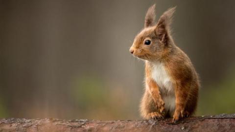 Red squirrel