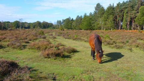 A brown pony grazing in a clearing in the New Forest on a sunny day. The pony is surrounded by a mixture of short cropped grass and taller heather and gorse. In the distance is a pine forest.