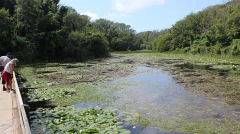 Bosherston Lily Ponds