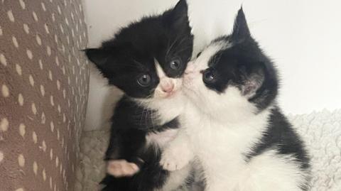 Two kittens