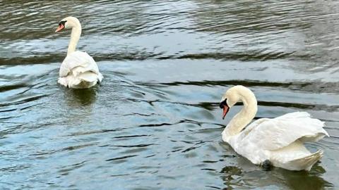Two swans swim across a pond.