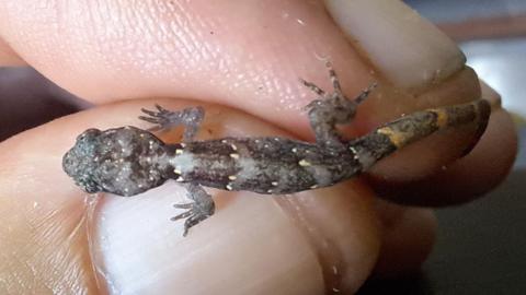 A close up picture of one of the geckos. It shows the tiny size of the baby geckos which around about twice the size of the thumb nail of the hand in the picture.