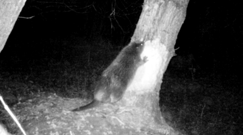 A black and white photo of a beaver gnawing at a tree