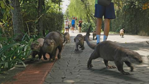 Otters running down a footpath alongside pedestrians