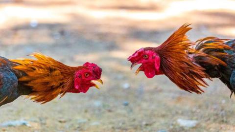 Two roosters with orange feathers sticking out at the bottom of their necks are leaning forwards towards each other with their small yellow beaks open. A blurred background depicts dry ground.